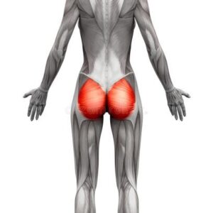 Gluteus Maximus