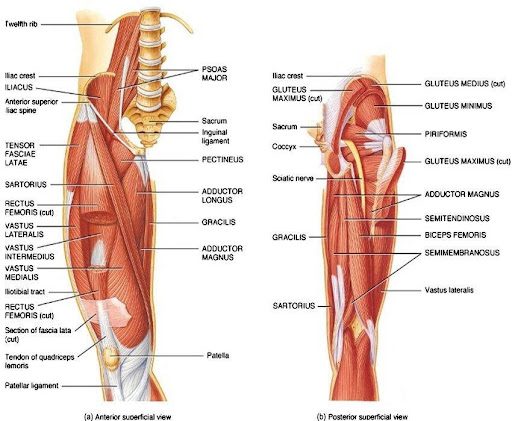 Figure 1. Anatomy of the hip https-::spartascience.com:why-hip-flexors-are-tight-and-why-your-hips-pop: Figure 1. Anatomy of the hip https://spartascience.com/why-hip-flexors-are-tight-and-why-your-hips-pop/