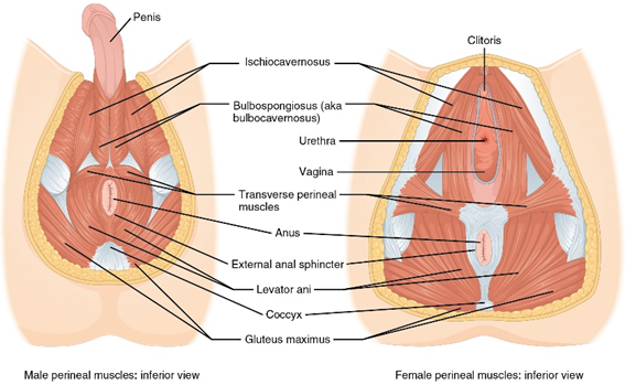 pelvic floor dysfunction